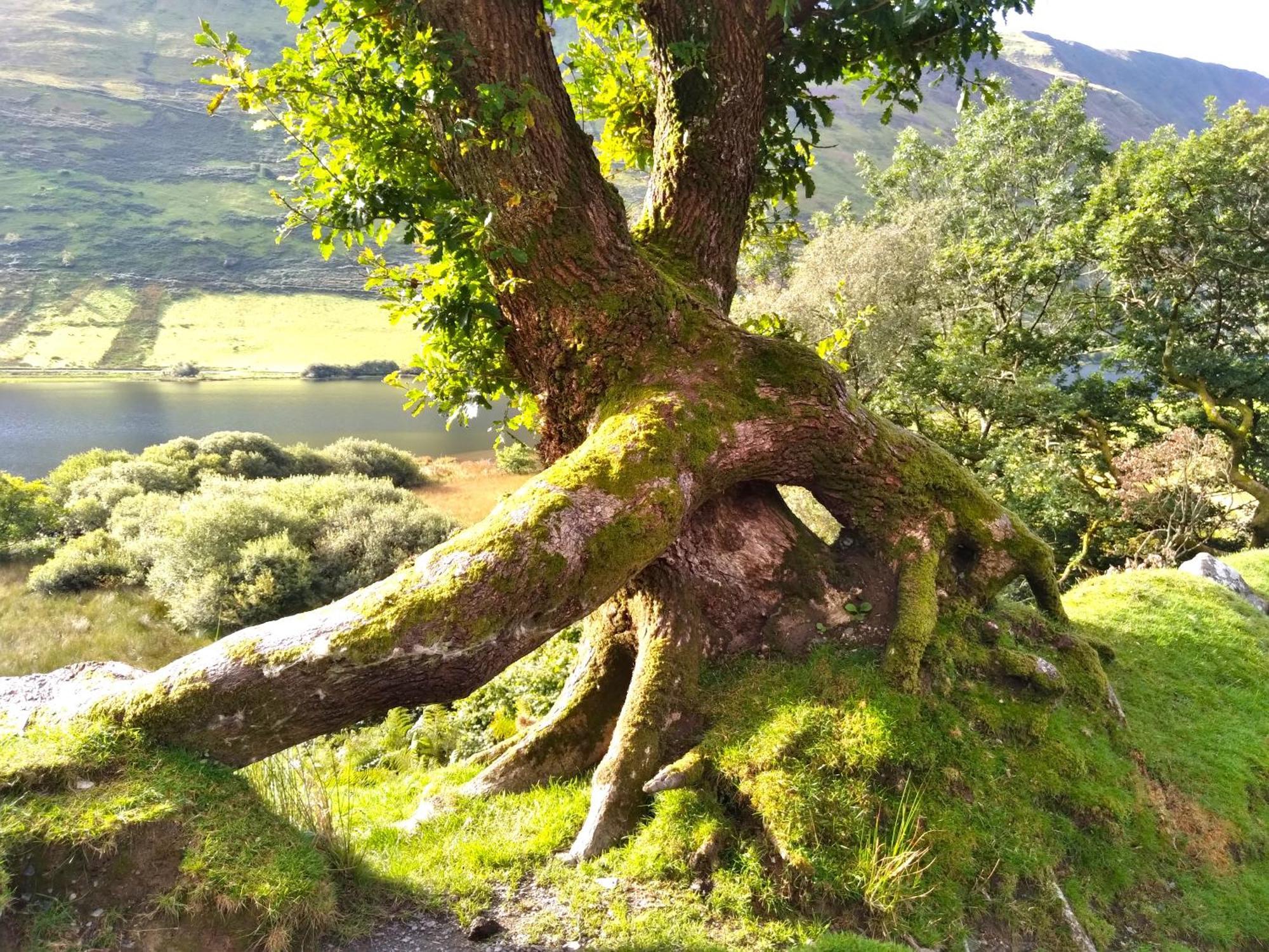 Bed & Breakfast Pen-Y-Bont Hotel